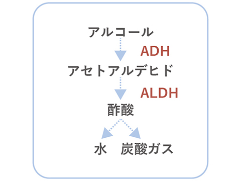 酵素 危険 こうじ