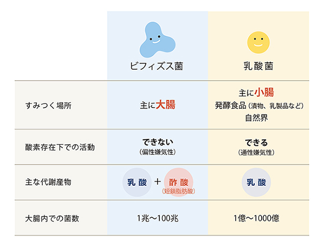 ビフィズス菌と乳酸菌の違いって Webで学ぶ 株式会社玄米酵素