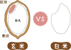 玄米と白米の栄養比較　- ナイアシンは14.5倍 -