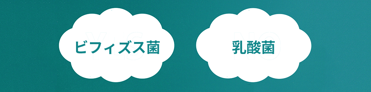 ビフィズス菌と乳酸菌の違いって？