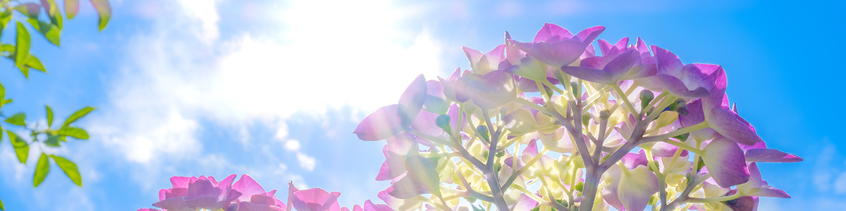 ~ĴS悤IĂ̖ҏɔ邽߂̔MǑ΍