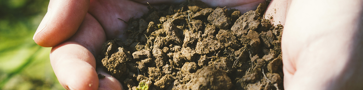 ĝƓý͈I{ugysv̍l