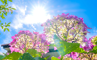 �~�J�̂�������S�����悤�I�Ă̖ҏ��ɔ����邽�߂̔M���Ǒ΍�