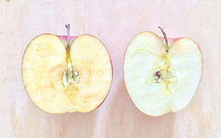 �_���X�g���X�͂ǂ����ċN����H�����_�f�𑝂₳�Ȃ��H����