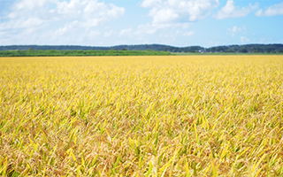 �u�Ă̍��v�j�b�|���̍�����U��Ԃ��Ă݂܂��傤