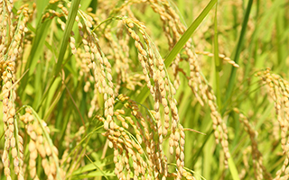 ���{�̕ĕ������������܂��傤