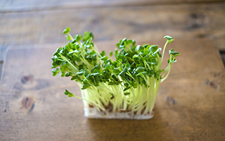 �����ȉ�ɔ�߂�ꂽ�`�J���I�X�v���E�g�̉h�{�ɒ���