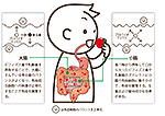 大腸と小腸の免疫の動き図